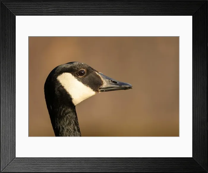 Framed Print : canada goose branta canadensis, common european waterfowl Framed Print : canada goose branta canadensis, common european waterfowl