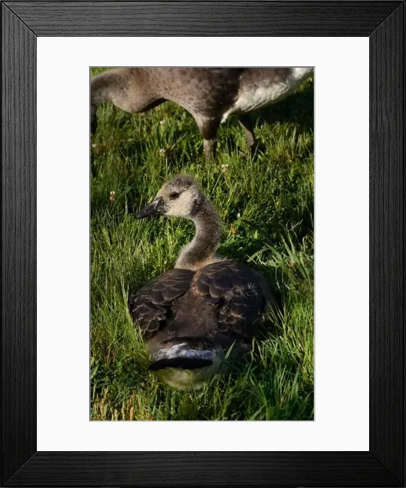 Framed Print : Adult Canada geese and their goslings in a public park in Flat Rock, North Carolina Framed Print : Adult Canada geese and their goslings in a public park in Flat Rock, North Carolina