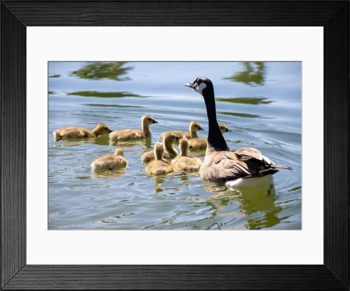 Framed Print : Canada goose swimming with goslings on a calm lake