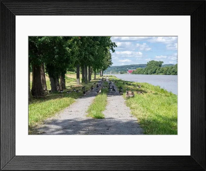 Framed Print : A lot of Canada geese ( Branta canadensis ) walking on a dirt road near the river bank Framed Print : A lot of Canada geese ( Branta canadensis ) walking on a dirt road near the river bank