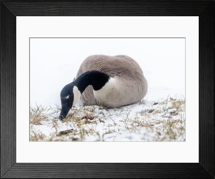 Framed Print : A lone Canada goose seen at a snow covered lot in Edmonton, Alberta, Canada Framed Print : A lone Canada goose seen at a snow covered lot in Edmonton, Alberta, Canada