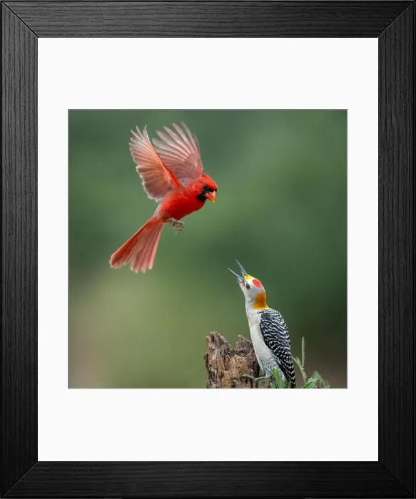 Framed Print : Northern Cardinal (Cardinalis cardinalis), interaction with Golden-fronted woodpecker (Melanerpes aurifrons) Framed Print : Northern Cardinal (Cardinalis cardinalis), interaction with Golden-fronted woodpecker (Melanerpes aurifrons)