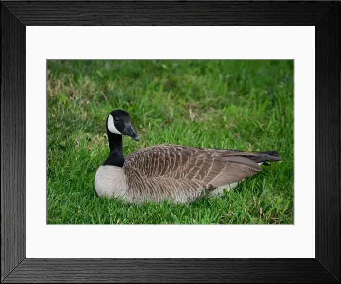Framed Print : Canada geese (Branta canadenis) in a public park in Flat Rock, North Carolina Framed Print : Canada geese (Branta canadenis) in a public park in Flat Rock, North Carolina
