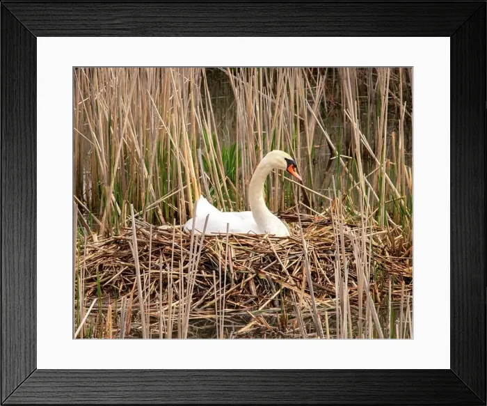 Framed Print : Mute Swan in a Creek perched in her nest Framed Print : Mute Swan in a Creek perched in her nest