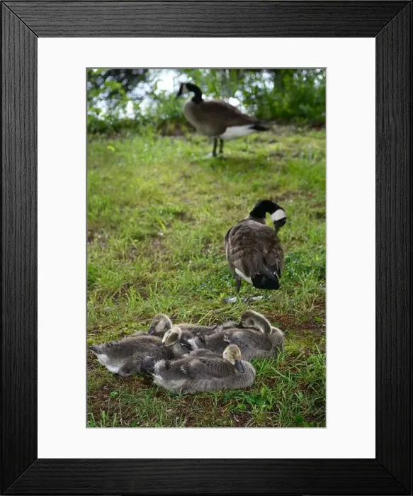 Framed Print : Adult Canada geese and their goslings in a public park in Flat Rock, North Carolina Framed Print : Adult Canada geese and their goslings in a public park in Flat Rock, North Carolina