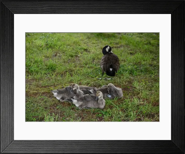 Framed Print : Adult Canada geese and their goslings in a public park in Flat Rock, North Carolina Framed Print : Adult Canada geese and their goslings in a public park in Flat Rock, North Carolina