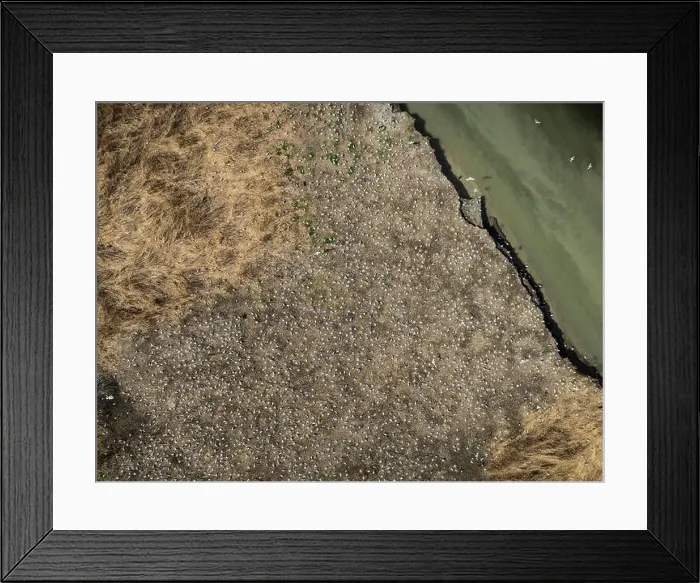 Framed Print : Aerial view of island and seagull colony on the St. Lawrence River Framed Print : Aerial view of island and seagull colony on the St. Lawrence River