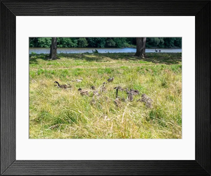 Framed Print : Some Canada geese ( Branta canadensis ) and their chicks almost hidden in the tall grass in a meadow on the river bank Framed Print : Some Canada geese ( Branta canadensis ) and their chicks almost hidden in the tall grass in a meadow on the river bank