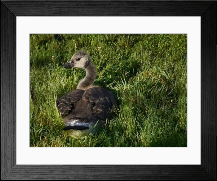 Framed Print : Adult Canada geese and their goslings in a public park in Flat Rock, North Carolina Framed Print : Adult Canada geese and their goslings in a public park in Flat Rock, North Carolina