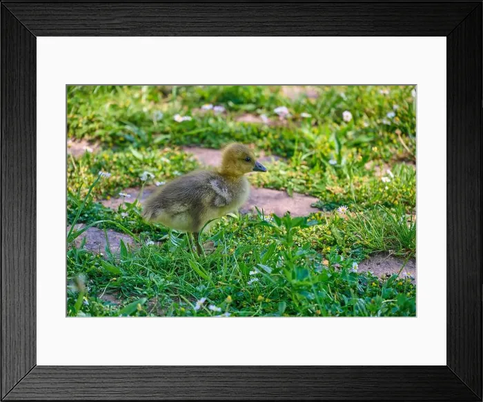 Framed Print : Canada goose (Branta canadensis), chicks in a meadow, Bavaria, Germany Framed Print : Canada goose (Branta canadensis), chicks in a meadow, Bavaria, Germany