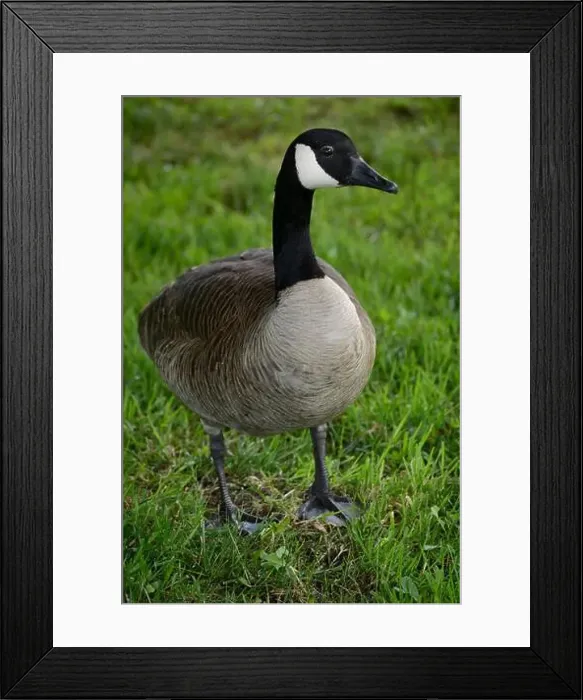 Framed Print : Canada geese (Branta canadenis) in a public park in Flat Rock, North Carolina Framed Print : Canada geese (Branta canadenis) in a public park in Flat Rock, North Carolina