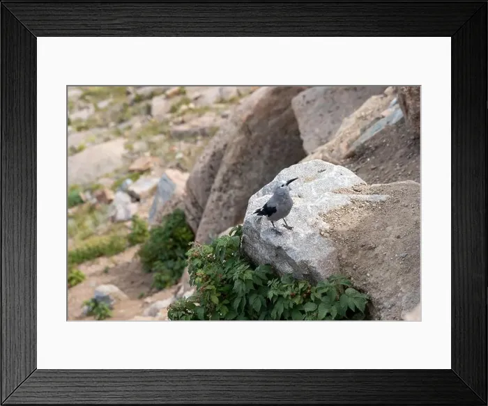 Framed Print : Close up of a Clark's Nutcracker Bird in Rocky Mountain National Park Framed Print : Close up of a Clark's Nutcracker Bird in Rocky Mountain National Park