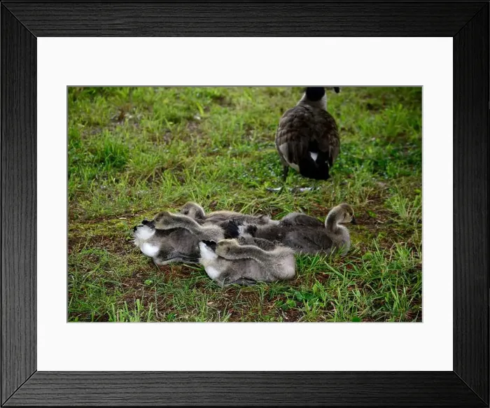 Framed Print : Adult Canada geese and their goslings in a public park in Flat Rock, North Carolina Framed Print : Adult Canada geese and their goslings in a public park in Flat Rock, North Carolina