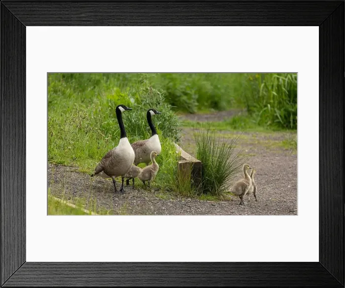 Framed Print : canada goose branta canadensis, common european waterfowl