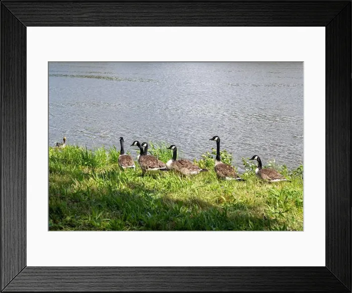 Framed Print : Many Canada geese ( Branta canadensis ) in the green grass in the wild, on the bank of a river Framed Print : Many Canada geese ( Branta canadensis ) in the green grass in the wild, on the bank of a river