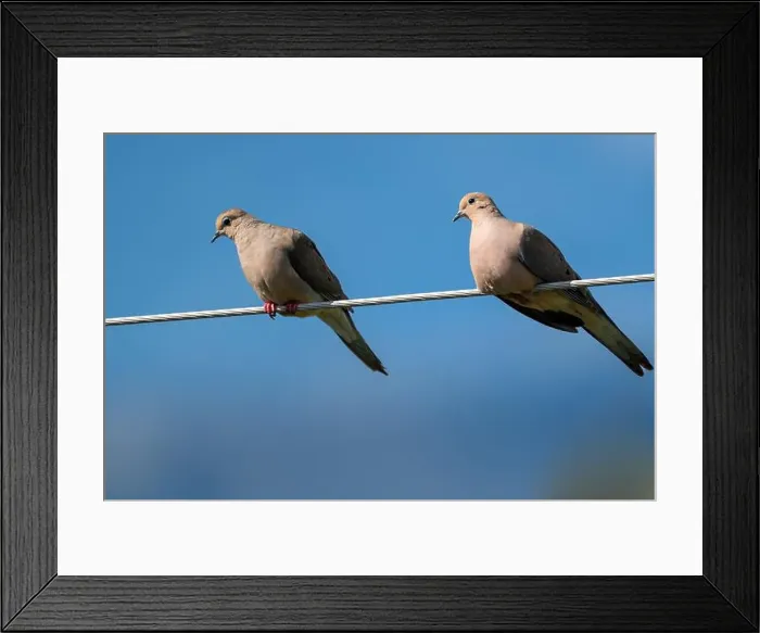 Framed Print : Two Mourning dove looking in the same direction while perched on a metallic wire Framed Print : Two Mourning dove looking in the same direction while perched on a metallic wire
