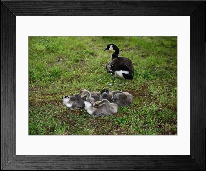Framed Print : Adult Canada geese and their goslings in a public park in Flat Rock, North Carolina Framed Print : Adult Canada geese and their goslings in a public park in Flat Rock, North Carolina