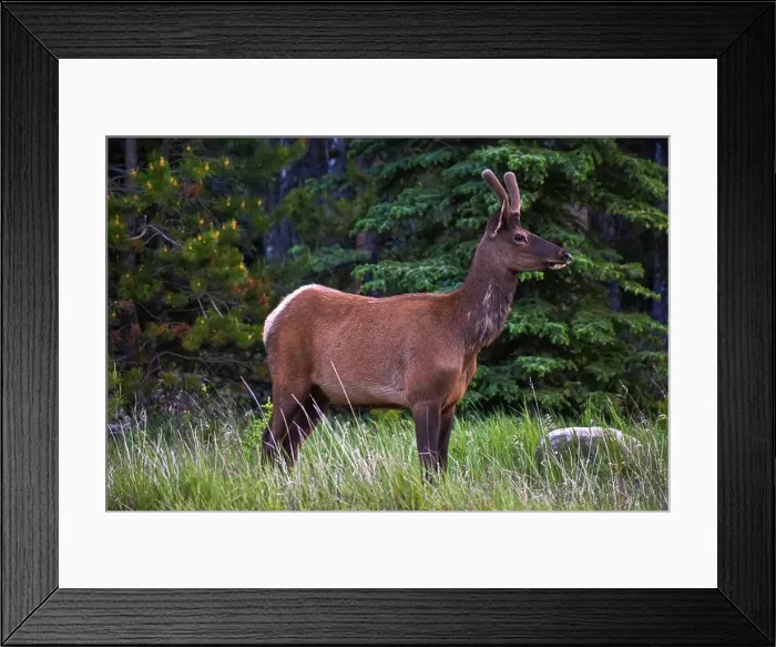 Framed Print : Bull Elk. Jasper Alberta, Canada Framed Print : Bull Elk. Jasper Alberta, Canada