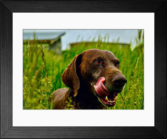 Framed Print : Wet german short haired pointer dog licking lips in grass