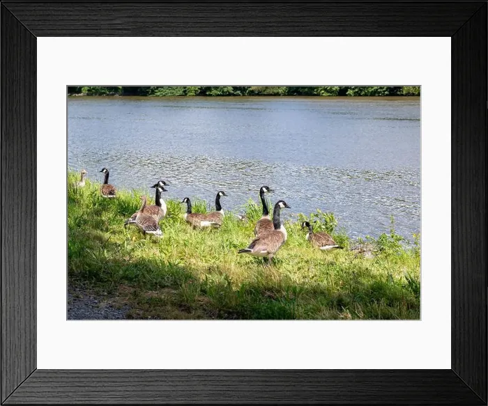 Framed Print : Many Canada geese ( Branta canadensis ) in the green grass in the wild, on the bank of a river Framed Print : Many Canada geese ( Branta canadensis ) in the green grass in the wild, on the bank of a river