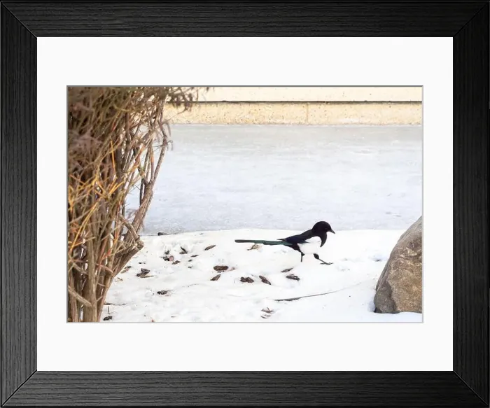 Framed Print : A magpie, a very common bird in Edmonton, found at a snow covered garden in Alberta, Canada Framed Print : A magpie, a very common bird in Edmonton, found at a snow covered garden in Alberta, Canada