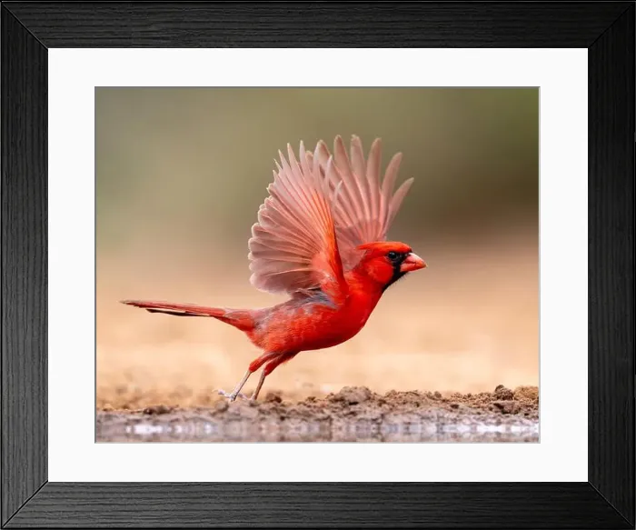 Framed Print : Northern Cardinal (Cardinalis cardinalis) Framed Print : Northern Cardinal (Cardinalis cardinalis)