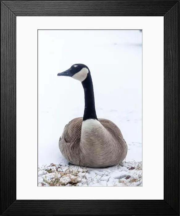 Framed Print : A lone Canada goose seen at a snow covered lot in Edmonton, Alberta, Canada Framed Print : A lone Canada goose seen at a snow covered lot in Edmonton, Alberta, Canada
