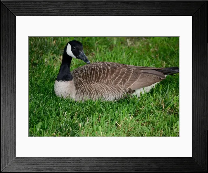 Framed Print : Canada geese (Branta canadenis) in a public park in Flat Rock, North Carolina Framed Print : Canada geese (Branta canadenis) in a public park in Flat Rock, North Carolina