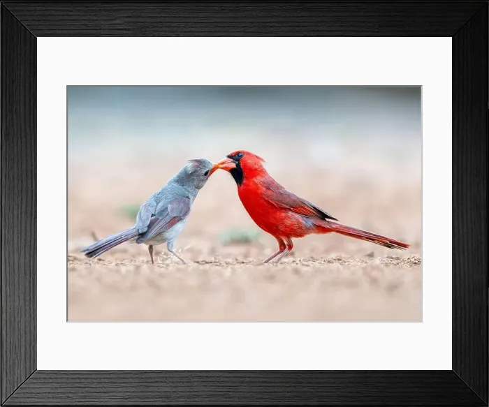 Framed Print : Northern Cardinal (Cardinalis cardinalis) feeding chick Framed Print : Northern Cardinal (Cardinalis cardinalis) feeding chick