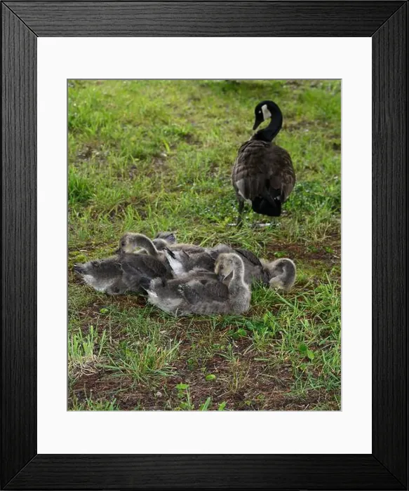 Framed Print : Adult Canada geese and their goslings in a public park in Flat Rock, North Carolina Framed Print : Adult Canada geese and their goslings in a public park in Flat Rock, North Carolina
