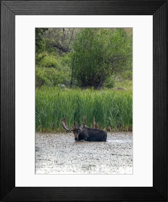 Framed Print : Bull Moose in a River in Rocky Mountain National Park Framed Print : Bull Moose in a River in Rocky Mountain National Park
