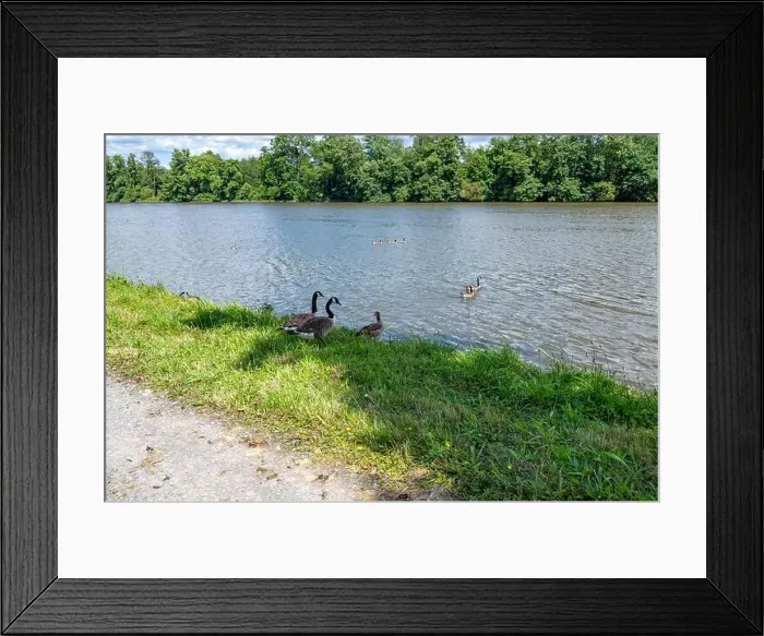 Framed Print : Many Canada geese ( Branta canadensis ) in the green grass in the wild, on the bank of a river Framed Print : Many Canada geese ( Branta canadensis ) in the green grass in the wild, on the bank of a river