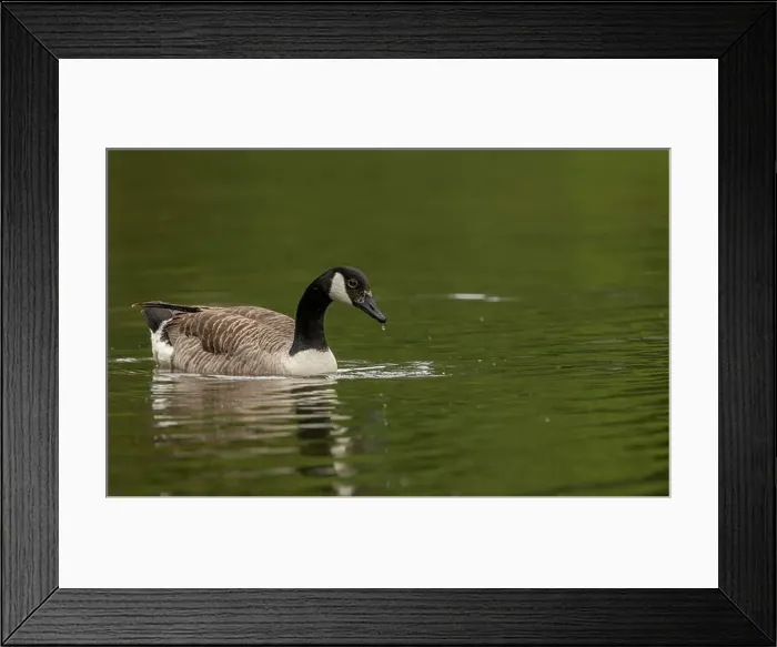 Framed Print : canada goose branta canadensis, common european waterfowl