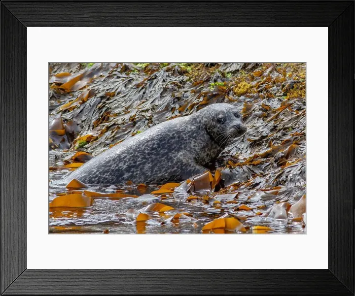 Framed Print : Common harbor seal Phoca vitulina, hauling out of sea kelp to rest on rocks near Mallaig Scotland