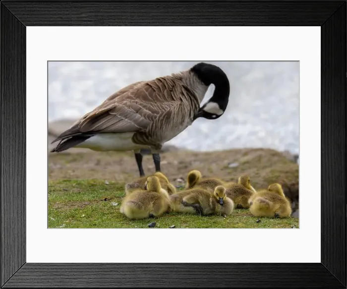 Framed Print : Several baby Canada geese rest on the ground Framed Print : Several baby Canada geese rest on the ground