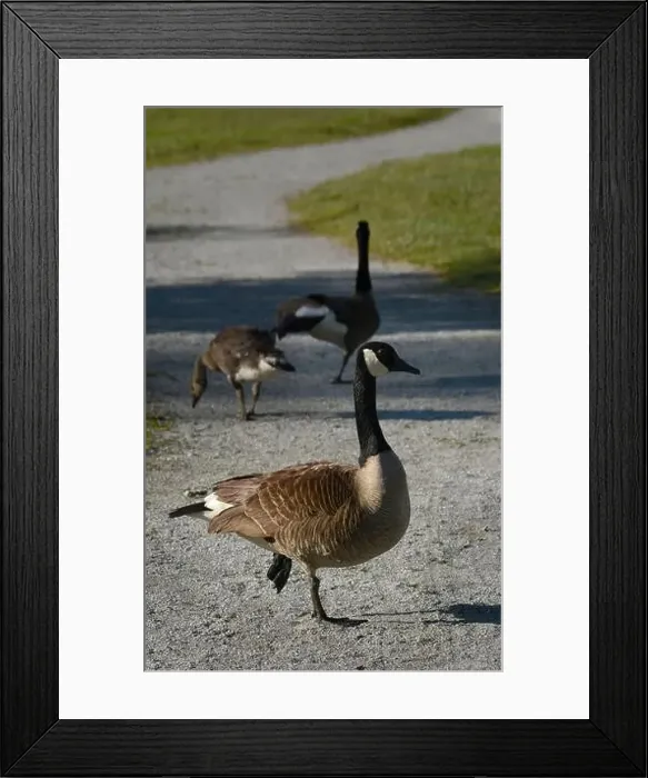 Framed Print : Canada geese (Branta canadenis) in a public park in Flat Rock, North Carolina Framed Print : Canada geese (Branta canadenis) in a public park in Flat Rock, North Carolina