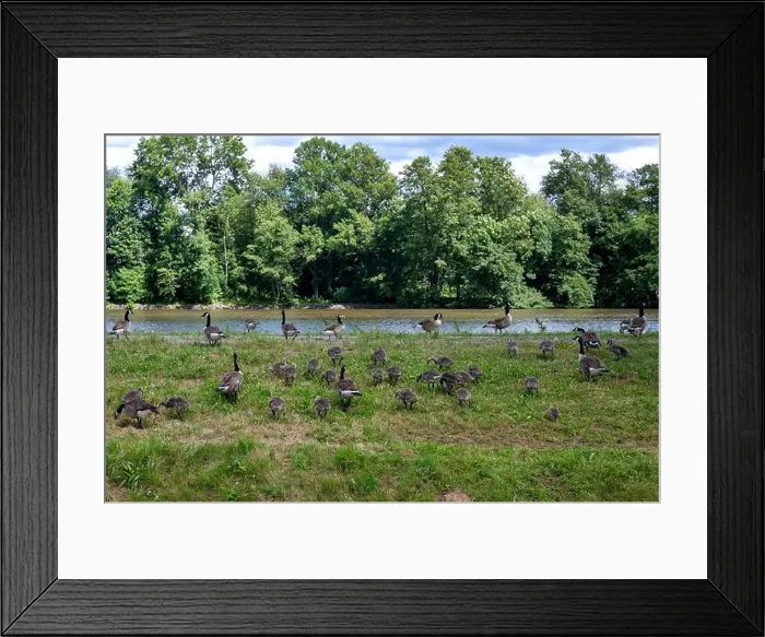 Framed Print : Many Canada geese ( Branta canadensis ) and chicks on a green meadow near the river bank Framed Print : Many Canada geese ( Branta canadensis ) and chicks on a green meadow near the river bank
