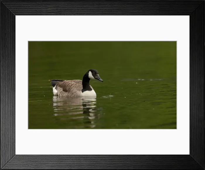 Framed Print : canada goose branta canadensis, common european waterfowl Framed Print : canada goose branta canadensis, common european waterfowl