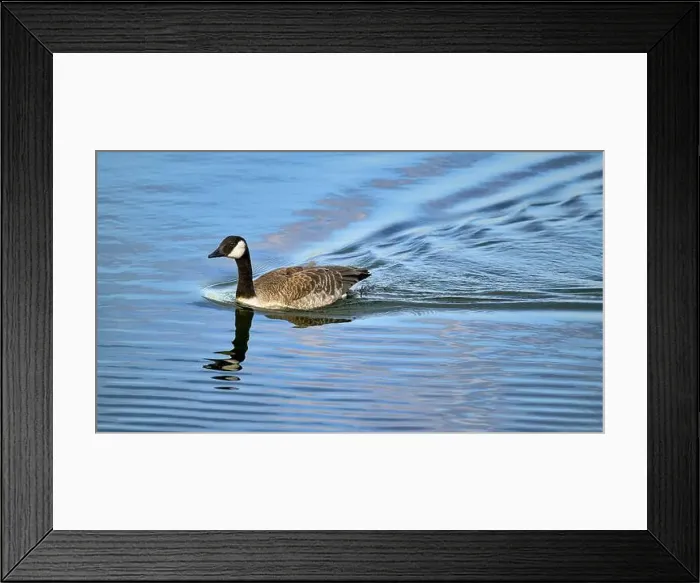 Framed Print : Canada Goose swimming quickly to the shore leaving a water wake behind it, taken at Chew Valley lake
