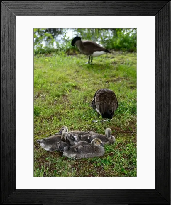 Framed Print : Adult Canada geese and their goslings in a public park in Flat Rock, North Carolina Framed Print : Adult Canada geese and their goslings in a public park in Flat Rock, North Carolina