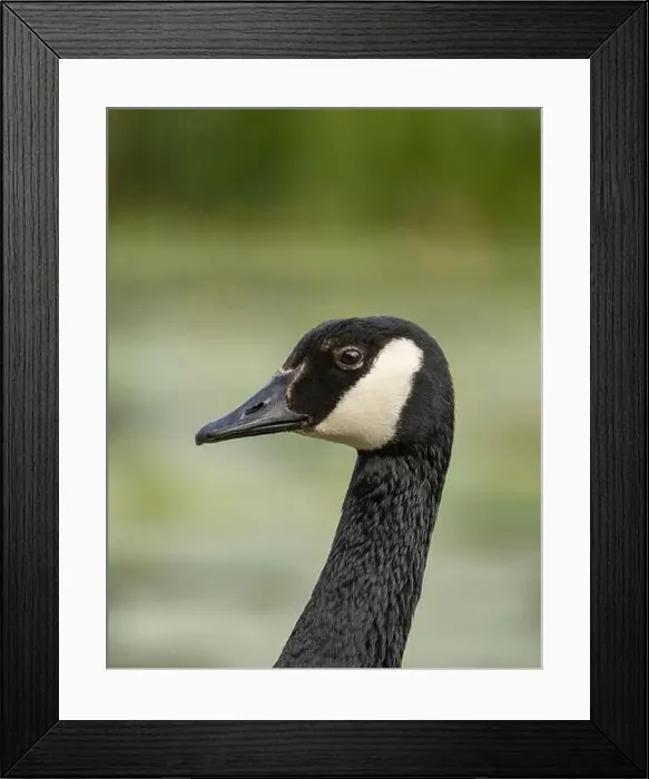 Framed Print : canada goose branta canadensis, common european waterfowl Framed Print : canada goose branta canadensis, common european waterfowl