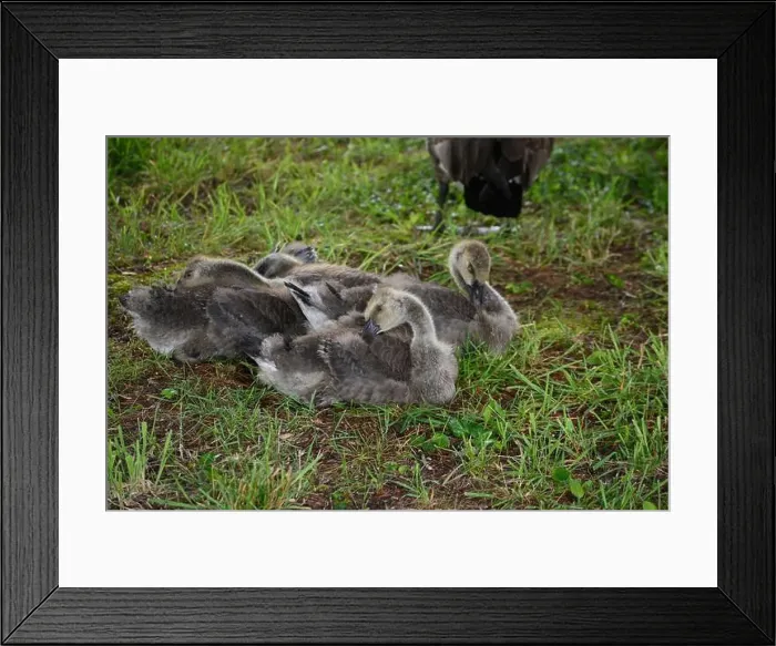 Framed Print : Adult Canada geese and their goslings in a public park in Flat Rock, North Carolina Framed Print : Adult Canada geese and their goslings in a public park in Flat Rock, North Carolina