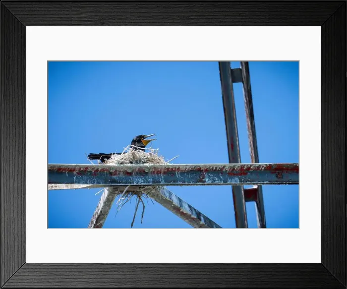 Framed Print : Double-crested cormorant nesting on the power lines structures going over the St. Lawrence River Framed Print : Double-crested cormorant nesting on the power lines structures going over the St. Lawrence River
