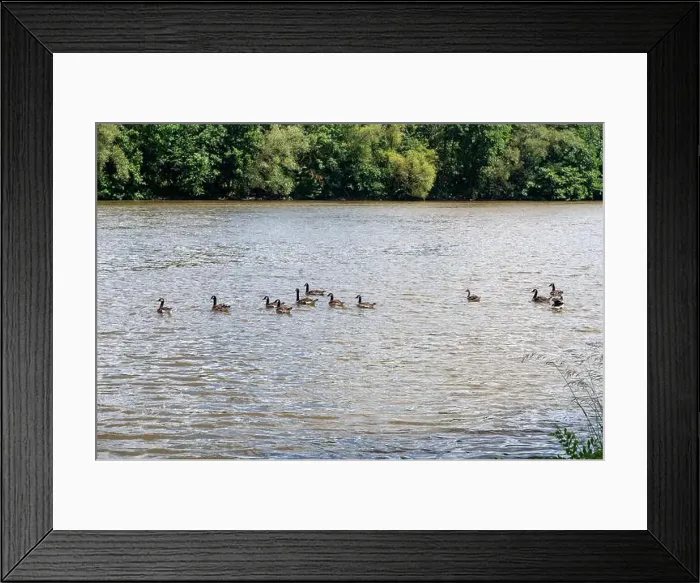 Framed Print : Many Canada geese ( Branta canadensis ) swimming in the water near the river bank Framed Print : Many Canada geese ( Branta canadensis ) swimming in the water near the river bank