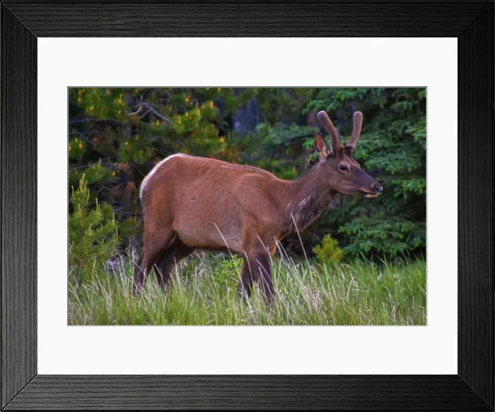 Framed Print : Bull Elk. Jasper Alberta, Canada Framed Print : Bull Elk. Jasper Alberta, Canada