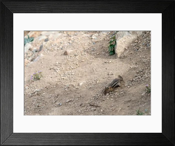 Framed Print : Close Up of a Chipmunk in Rocky Mountain National Park Framed Print : Close Up of a Chipmunk in Rocky Mountain National Park