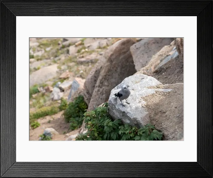 Framed Print : Close up of a Clark's Nutcracker Bird in Rocky Mountain National Park Framed Print : Close up of a Clark's Nutcracker Bird in Rocky Mountain National Park