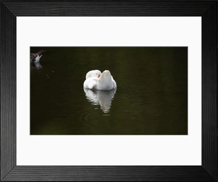Framed Print : Farmyard goose preening on the mill pond Framed Print : Farmyard goose preening on the mill pond