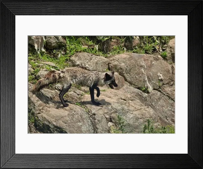Framed Print : small silver fox walking on a boulder during a hot summer day Framed Print : small silver fox walking on a boulder during a hot summer day