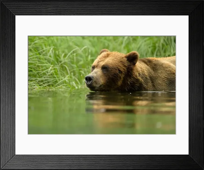 Framed Print : Large male grizzly bear wading through water close up Framed Print : Large male grizzly bear wading through water close up